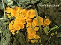 Aleuria bicucullata-amf1941